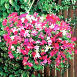 SWEET PEA Knee High Mix Seeds Baskets Window Boxes Trailing Flowering Garden – Heirloom, Non-GMO