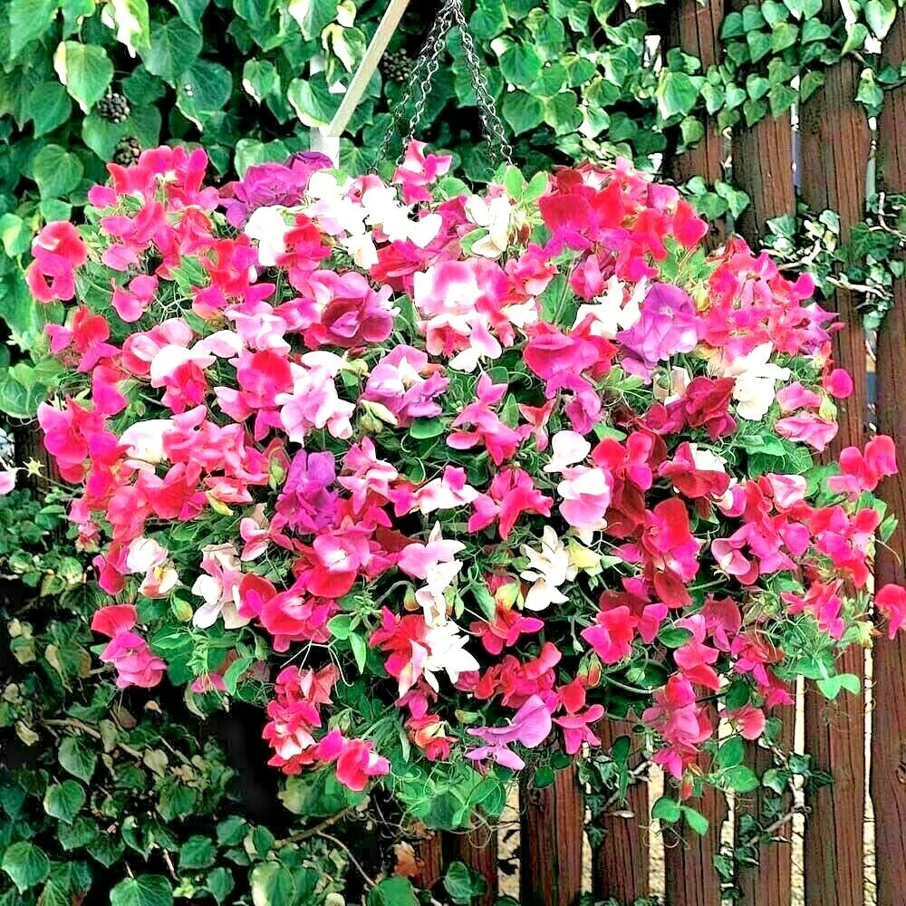 SWEET PEA Knee High Mix Seeds Baskets Window Boxes Trailing Flowering Garden – Heirloom, Non-GMO