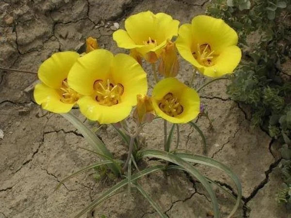 Calochortus aureus Golden Mariposa Lily Seeds heirloom non-gmo seeds