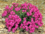 CATCHFLY Flower Seeds None So Pretty Native Wildflower Patio Container Easy Various Wildflower Species heirloom non-GMO seeds