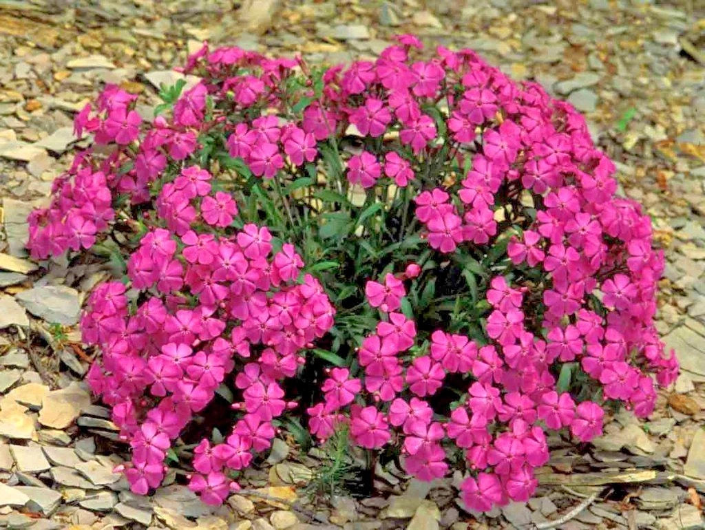 CATCHFLY Flower Seeds None So Pretty Native Wildflower Patio Container Easy Various Wildflower Species heirloom non-GMO seeds