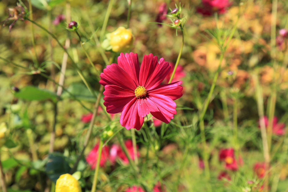 COSMOS BIPINNATUS Seeds Dazzler Cosmos BULK shipping – Heirloom, Non-GMO, High Germination Organic Garden Seeds
