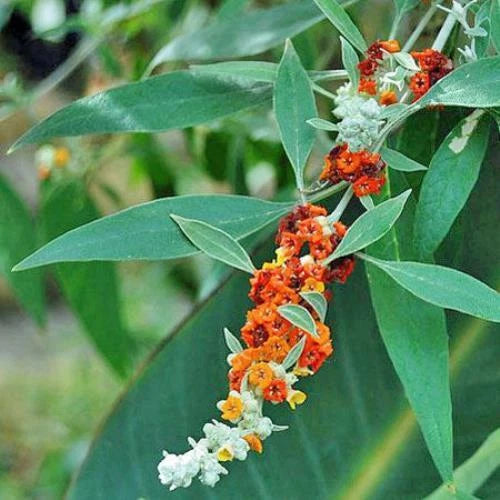 Buddleja tucumanensis Seeds – Heirloom, Non-GMO, High Germination Organic Garden Seeds