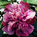 Double Pink Purple Hibiscus Seeds Flowers Flower Seed Perennial Bloom heirloom non-gmo seeds