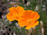 California Poppy Seeds Eschscholzia californica Stunning Orange Wildflower heirloom non-GMO seeds