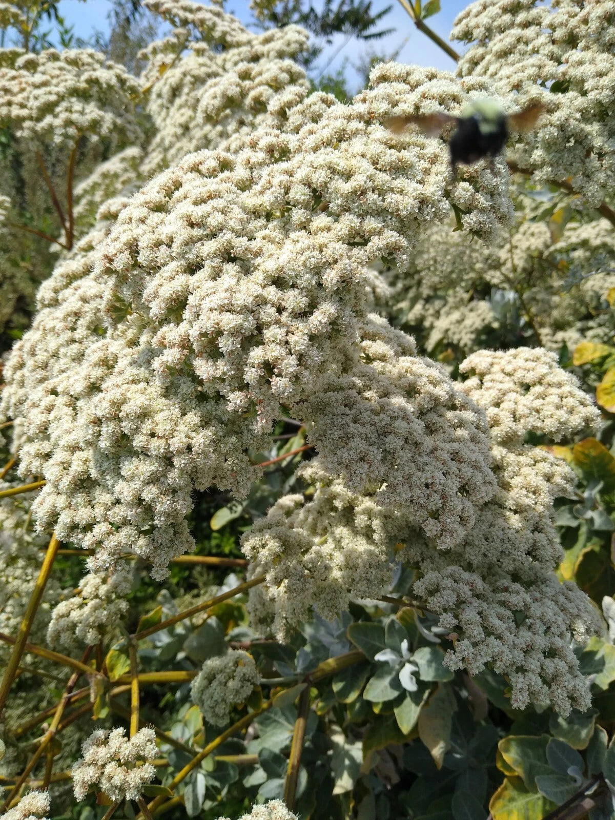 California Buckwheat seeds Eriogonum fasciculatum Mojave SHIPPING Seeds – Heirloom, Non-GMO, High Germination Organic Garden Seeds