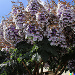 Royal Empress Tree Seeds Paulownia tomentosa Purple Flowers Growing heirloom non-gmo seeds