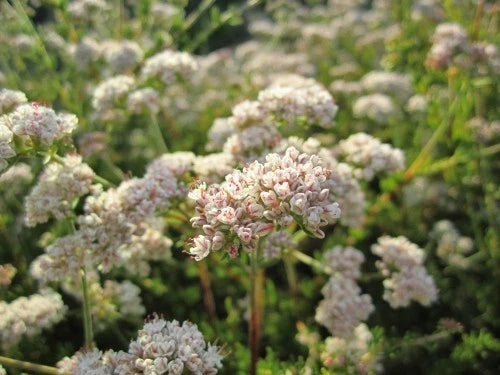 California Buckwheat Seeds – Heirloom, Non-GMO, High Germination Organic Garden Seeds