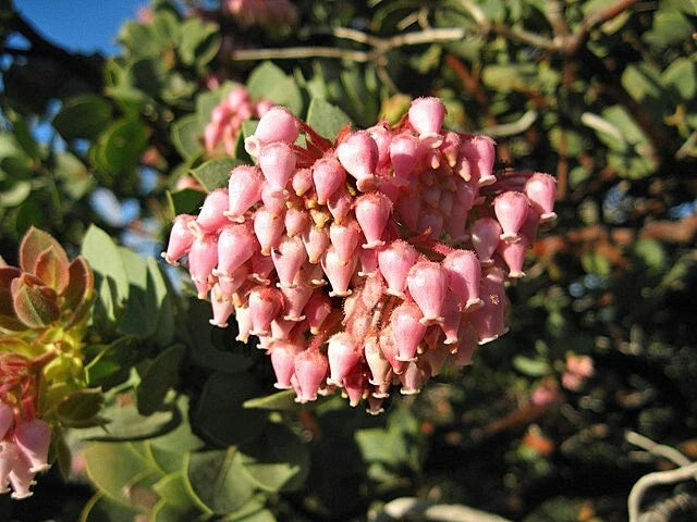 Arctostaphylos pringlei Pringle s Manzanita Seeds heirloom non-gmo seeds
