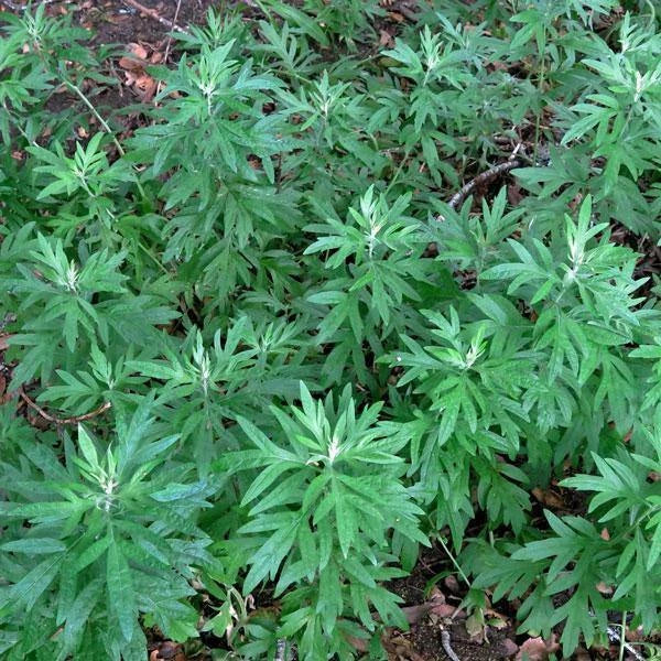 Artemisia douglasiana California Mugwort Seeds – Heirloom, Non-GMO, High Germination Organic Garden Seeds