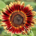 Indian Blanket Sunflower Seeds Native Wildflower Pollinators heirloom non-GMO seeds