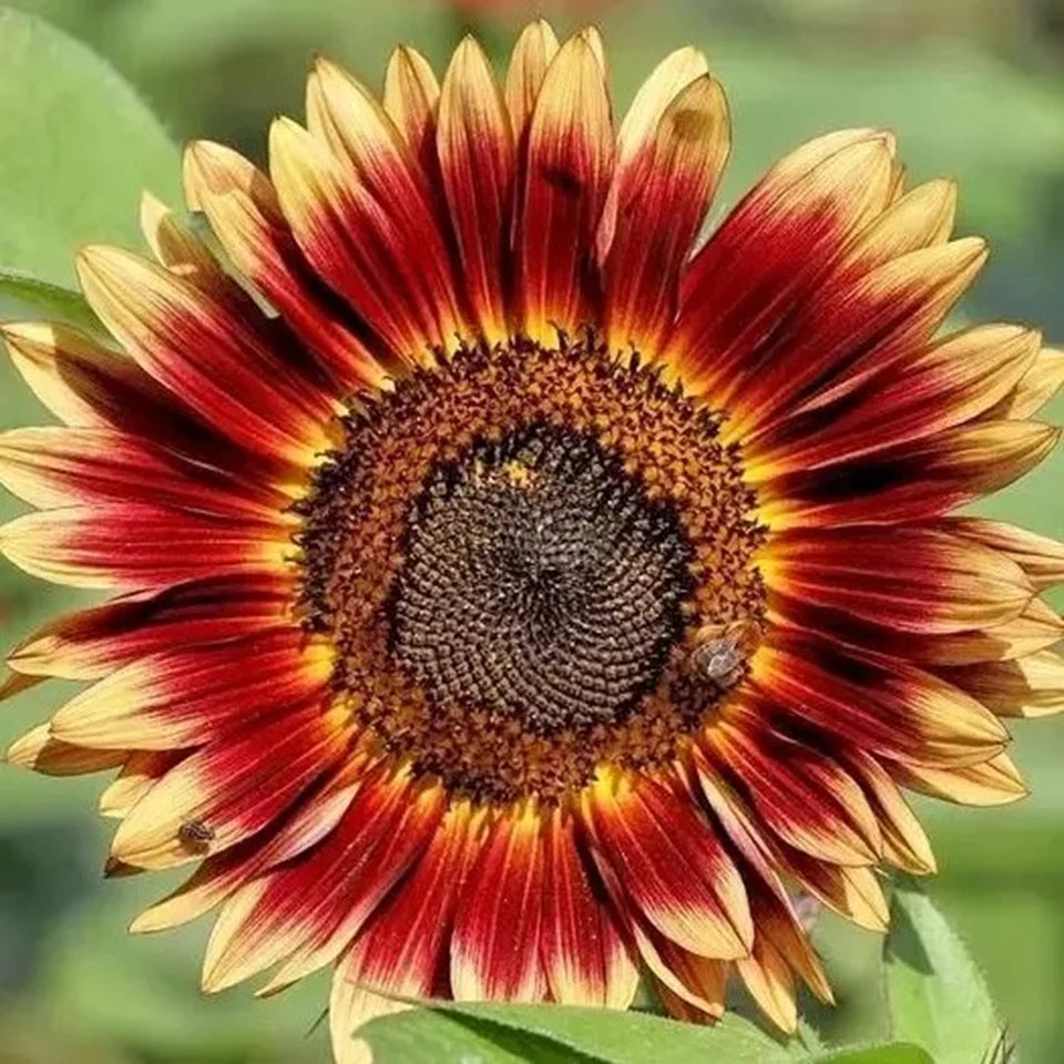 Indian Blanket Sunflower Seeds Native Wildflower Pollinators heirloom non-GMO seeds