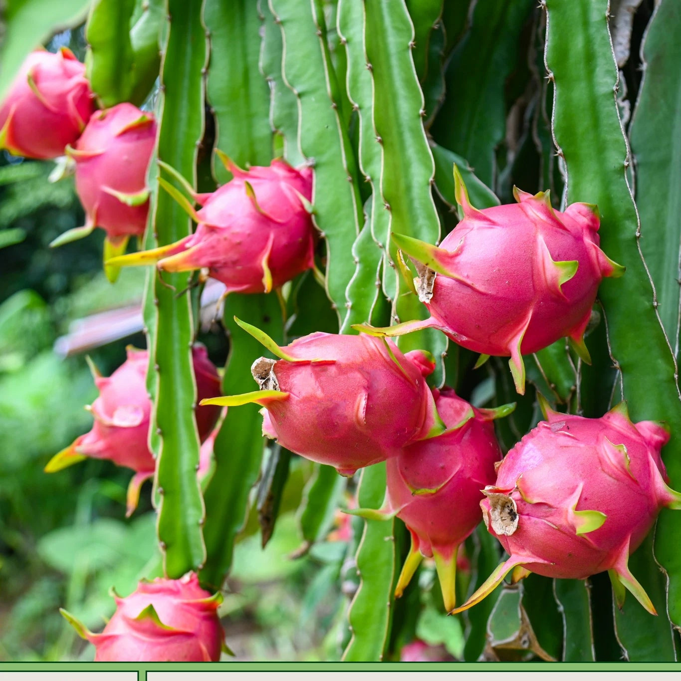 Red Dragon Fruit Seeds Selenicereus costaricensis Pitaya Genuine heirloom non-gmo seeds