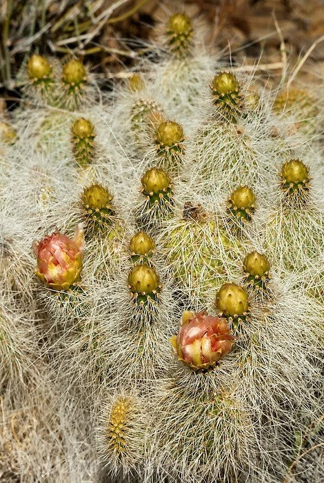 Prickly Pear Cactus Seeds Opuntia Polyacantha - seeds – Heirloom, Non-GMO, High Germination Organic Garden Seeds