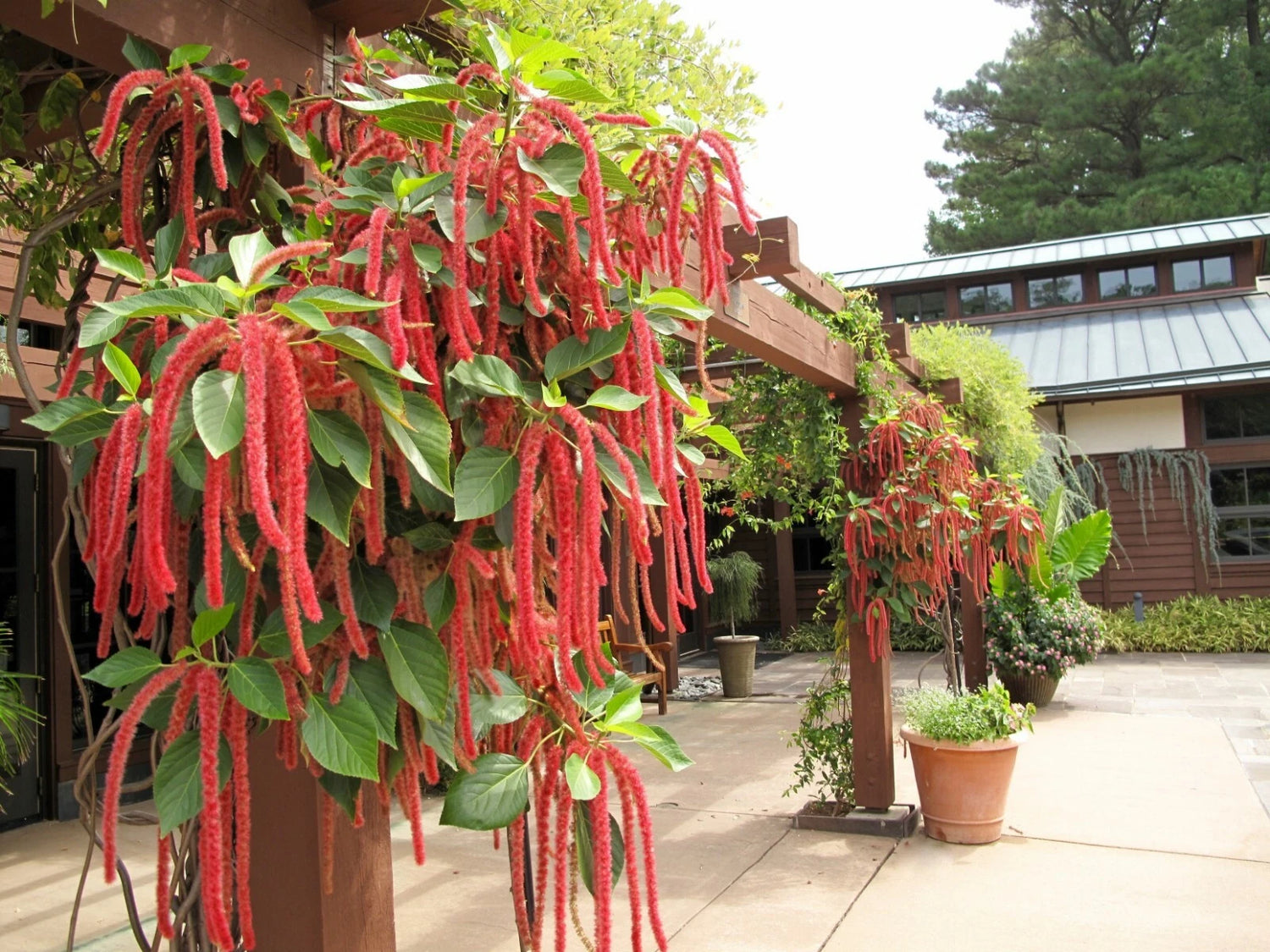 AMARANTHUS LOVE LIES BLEEDING Flower Seeds Container Garden Poor Soils Easy heirloom non-gmo seeds