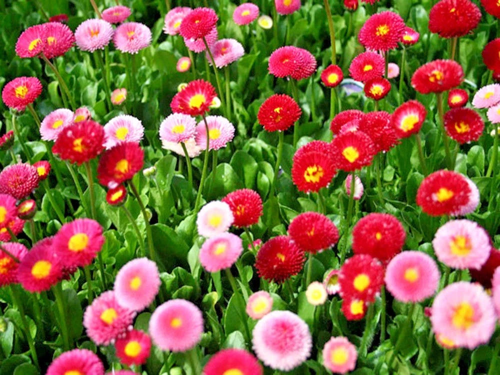 ENGLISH DAISY MIX Flower Seeds European Wildflower Early Blooms Groundcover Seeds – Heirloom, Non-GMO, High Germination Organic Garden Seeds