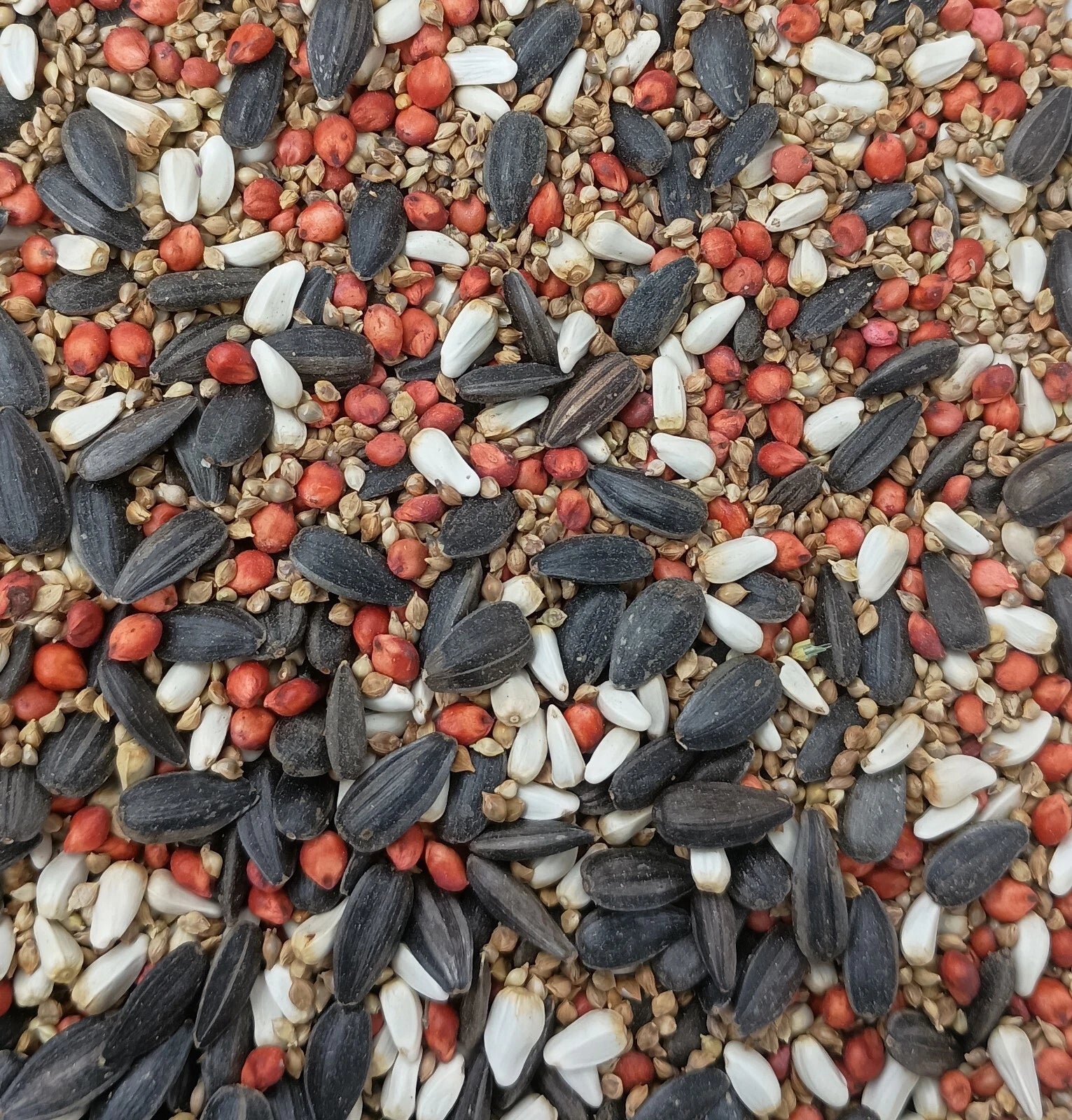 Bird Attracting Seed Mix for planting attracts songbirds quail doves oz- lbs heirloom non-gmo seeds