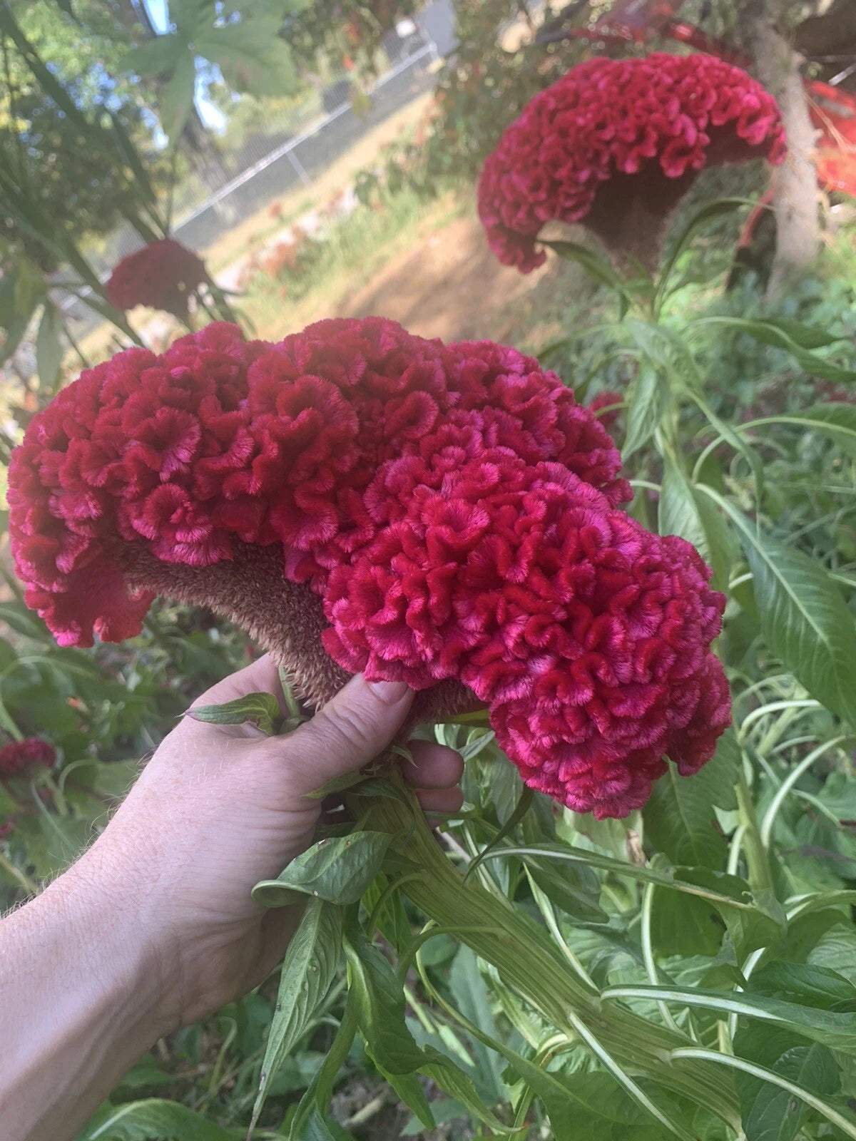 Celosia CRISTATA Mixed Cockscomb Dried Flowers Cutflowers Seeds heirloom non-gmo seeds