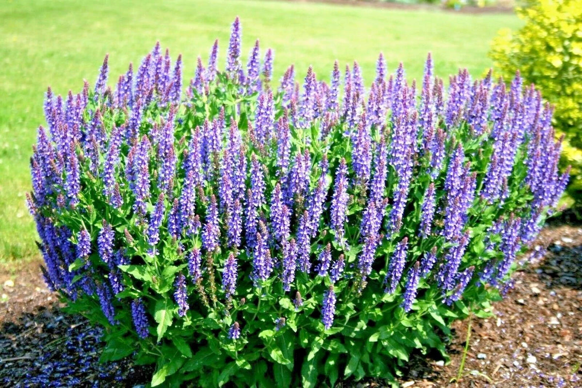 BLUE SAGE Flower Seeds Wildflower Medicinal Perennial Garden Container Easy Various Wildflower Species heirloom non-GMO seeds