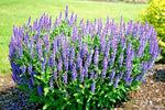 BLUE SAGE Flower Seeds Wildflower Medicinal Perennial Garden Container Easy Various Wildflower Species heirloom non-GMO seeds