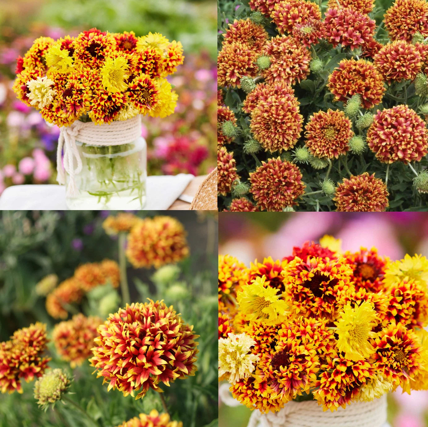 Blanket Flower SUNDANCE Gaillardia Bi-Color Unique Native Seeds heirloom non-gmo seeds