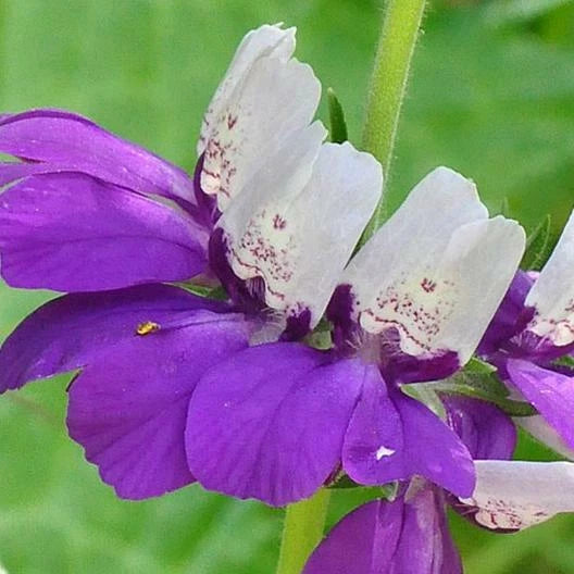 CHINESE HOUSES Wildflower Sun or Shade Pollinator Attractor Seeds – Heirloom, Non-GMO, High Germination Organic Garden Seeds