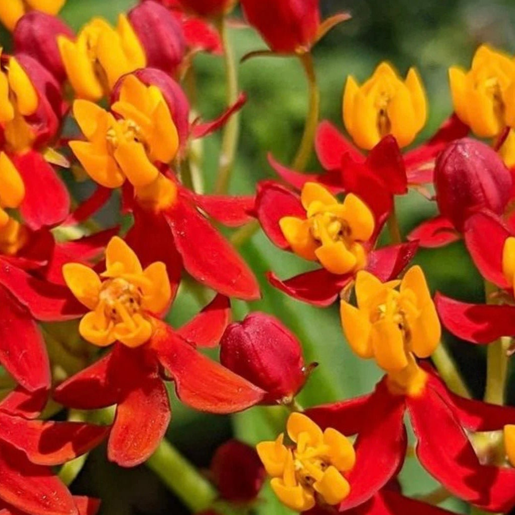 BULK Tropical Milkweed Seeds Asclepias curassavica for Monarch Butterflies heirloom non-gmo seeds