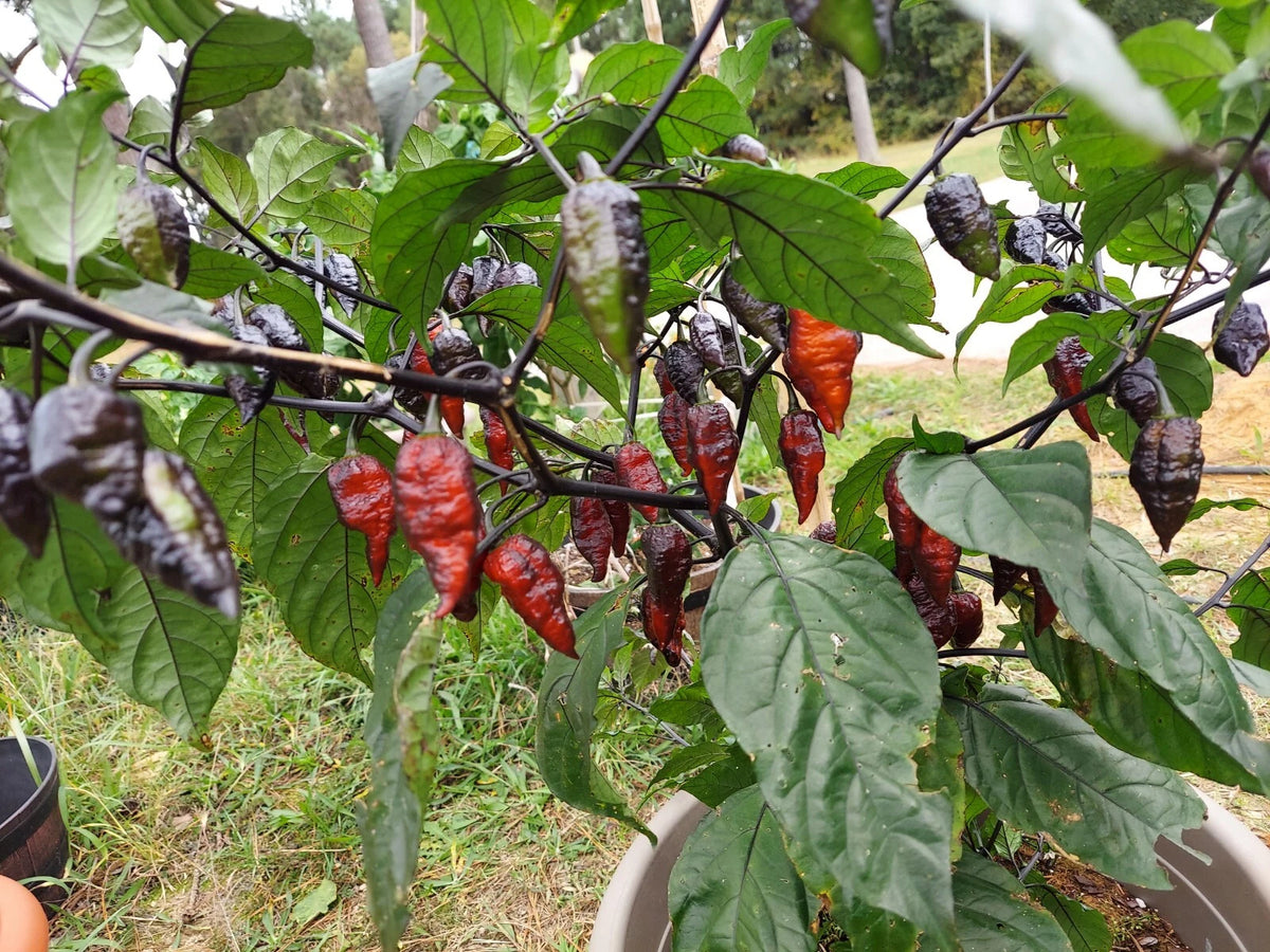 Naga Tiger DD Pepper Seeds – Heirloom, Non-GMO, High Germination Organic Garden Seeds