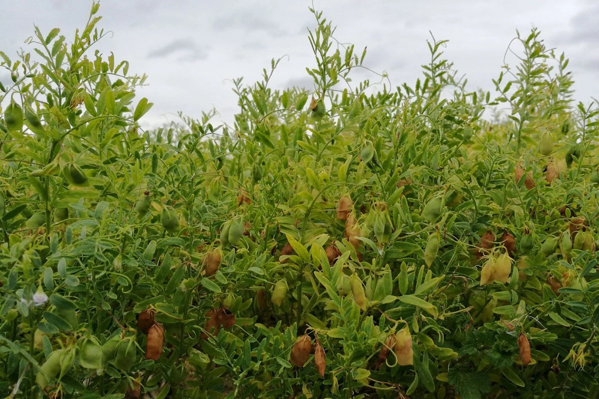 Crimson Lentil Seeds Bush Easy DELICIOUS Rare – Heirloom, Non-GMO, High Germination Organic Garden Seeds