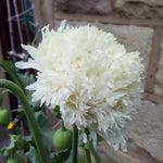 Snowball Peony Poppy Seeds P Somniferum - Fluffy White Blooms Papaver sp. heirloom non-gmo seeds