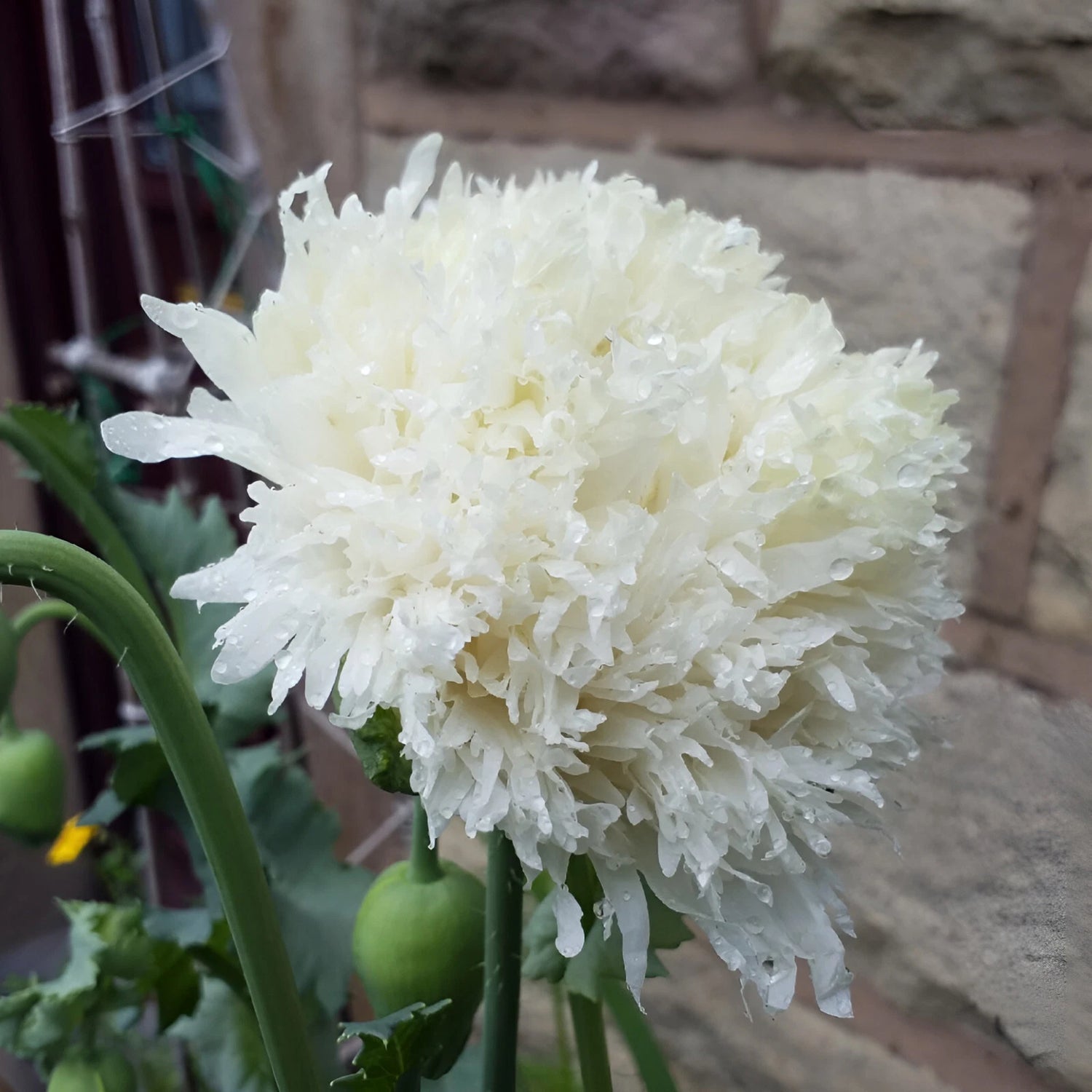 Snowball Peony Poppy Seeds P Somniferum - Fluffy White Blooms Papaver sp. heirloom non-gmo seeds