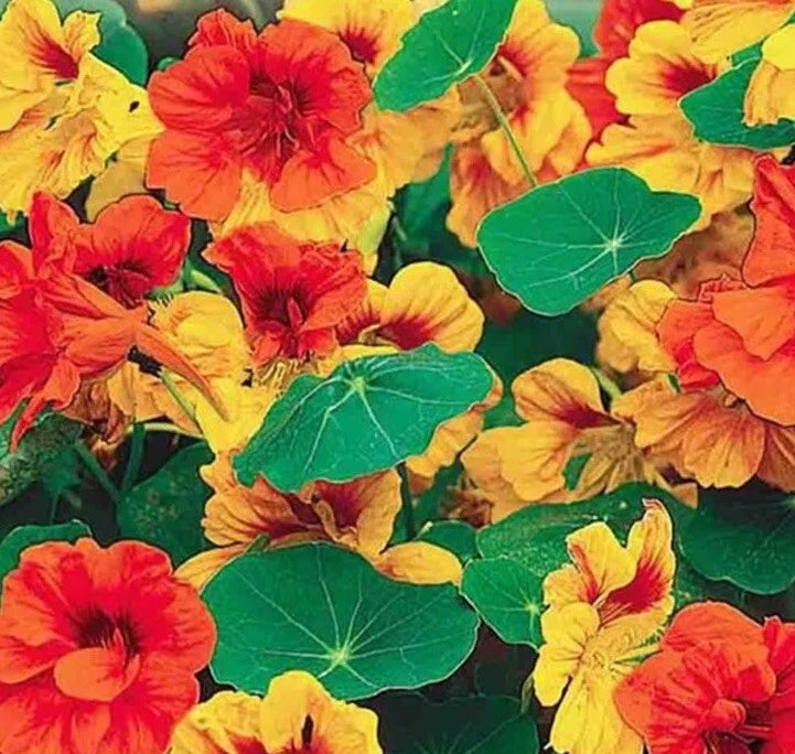 Dwarf Jewel Mix Nasturtium Edible Flower Seeds Gift Seeds w Every Order – Heirloom, Non-GMO, High Germination Organic Garden Seeds