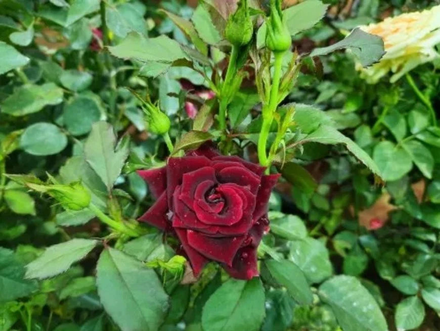 Red Black Rose Seeds - Seeds - Rose Flower Gardening – Heirloom, Non-GMO, High Germination Organic Garden Seeds