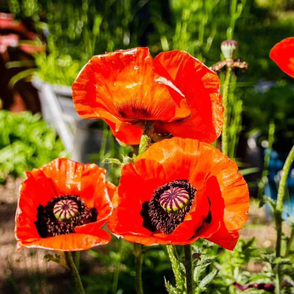 Poppy PURPLE DREAM MIX Lauren s Grape Prince of Orange Poppies Seeds – Heirloom, Non-GMO, High Germination Organic Garden Seeds