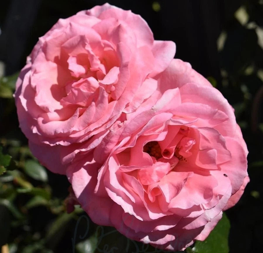Dancing Queen Rose Seeds - Seeds - Rose Flower Gardening heirloom non-GMO seeds