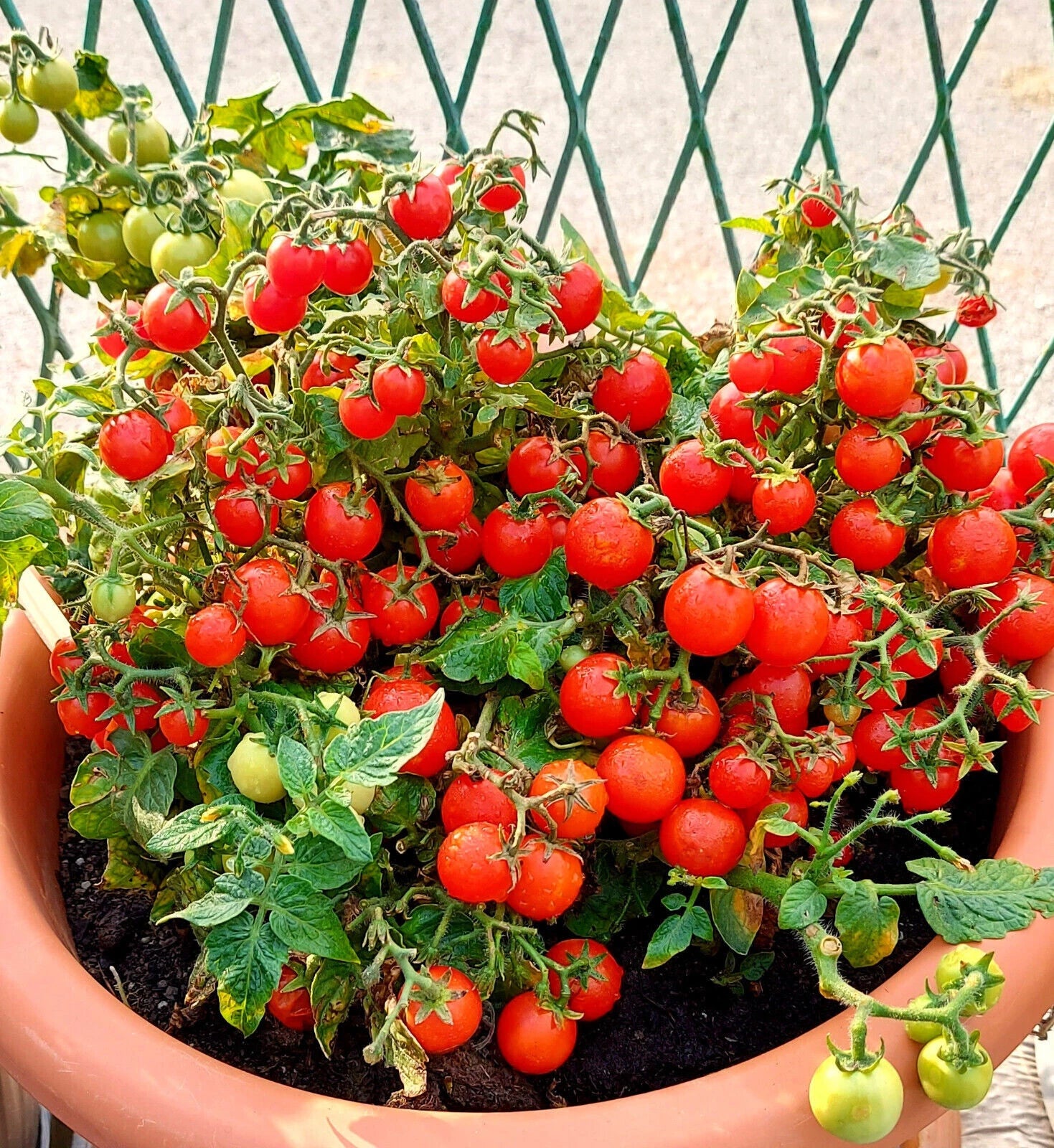Red Robin Tomato Seeds & Vegetable Seeds – Heirloom, Non-GMO, High Germination Organic Garden Seeds