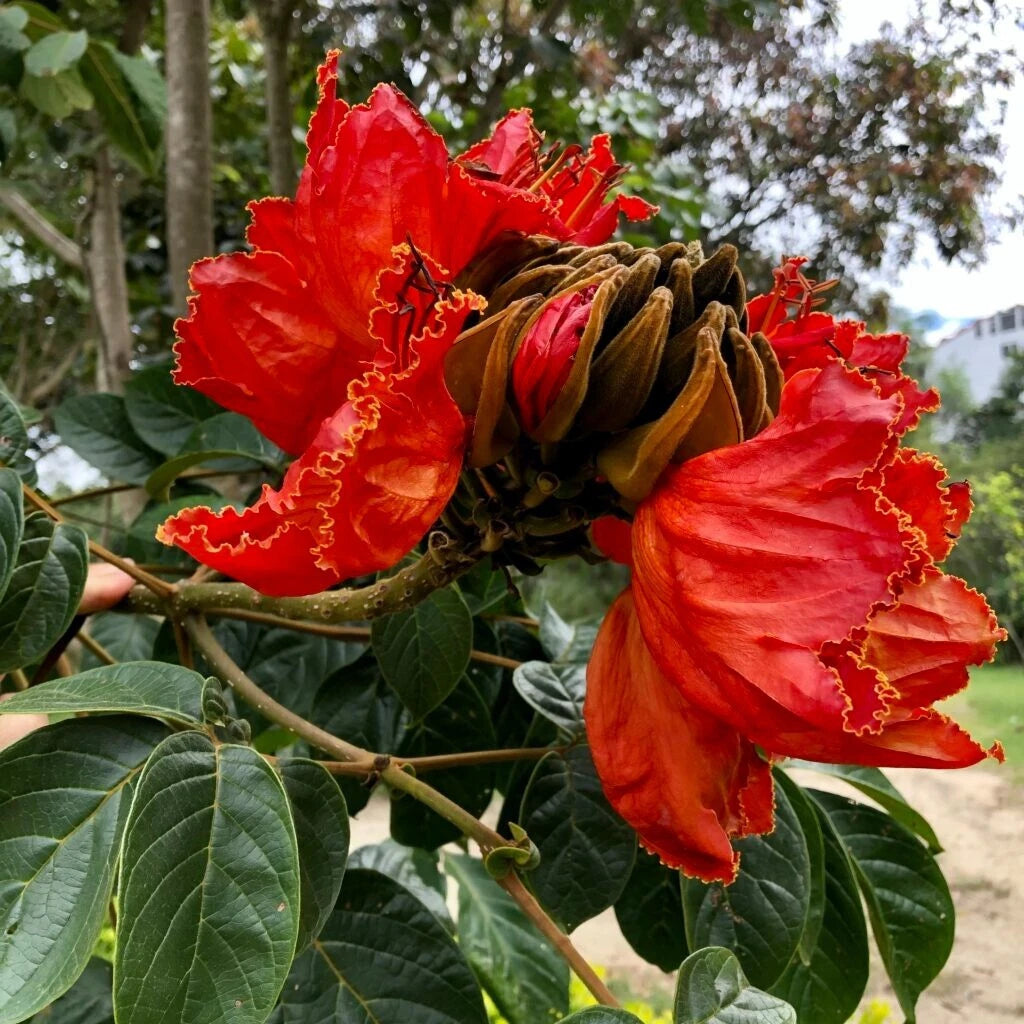 African Tulip Magnolia Flower Tree Seeds Spatho campanulata Flame of The Forest – Heirloom, Non-GMO, High Germination Organic Garden Seeds