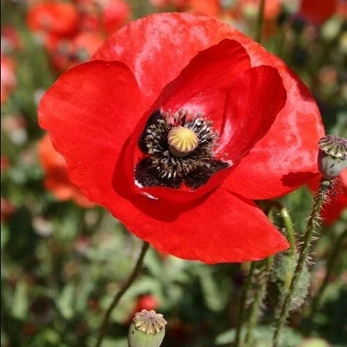 Flanders Field American Legion Poppy Seeds For Planting Resell – Heirloom, Non-GMO, High Germination Organic Garden Seeds