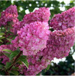 SEEDS for Bloomy Pink HYDRANGEA RARE flower exotic bush plant Seller heirloom non-GMO seeds
