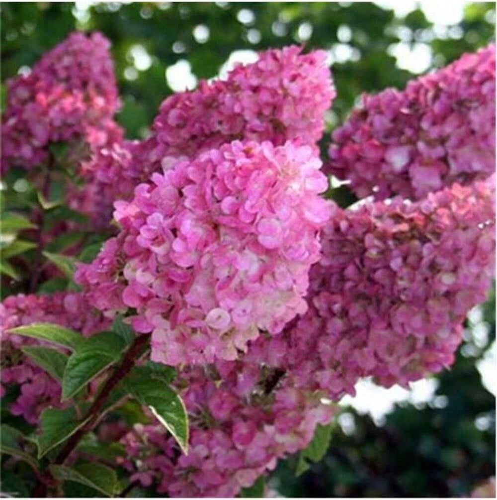 SEEDS for Bloomy Pink HYDRANGEA RARE flower exotic bush plant Seller heirloom non-GMO seeds