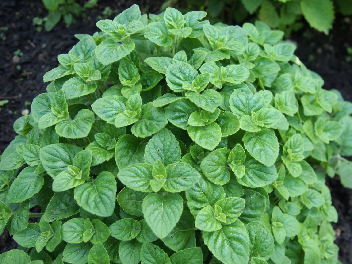 CALAMINTHA NEPETA Seeds Lesser Calamint shipping – Heirloom, Non-GMO, High Germination Organic Garden Seeds