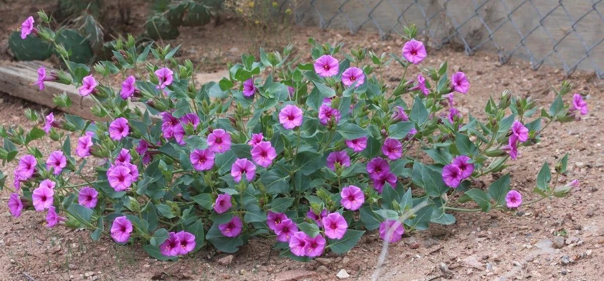 Four O Clock - Pink- Seeds – Heirloom, Non-GMO, High Germination Organic Garden Seeds