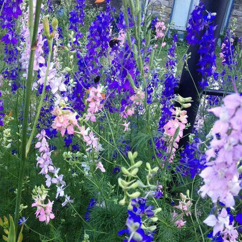 Rocket Larkspur Delphinium IMPERIAL MIX Tall Wild flowers Seeds – Heirloom, Non-GMO, High Germination Organic Garden Seeds