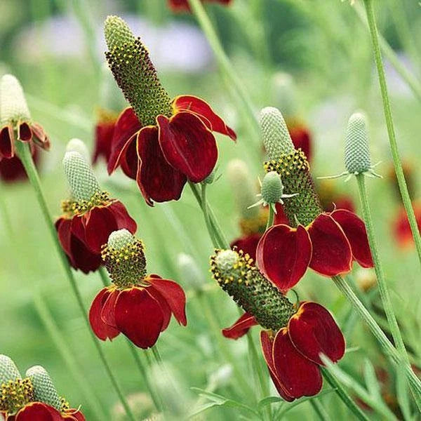 Dwarf Red Coneflower Seeds Ratibida Columifera S&H WILDFLOWER Various Wildflower Species heirloom non-gmo seeds
