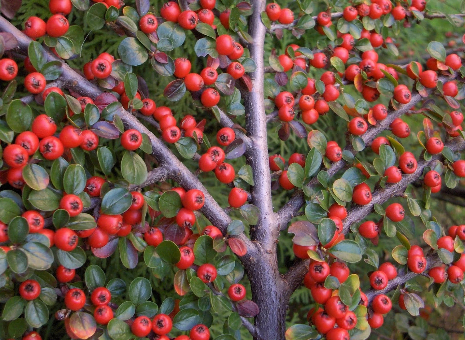 Rockspray Cotoneaster Cotoneaster horizontalis Seeds Hardy Showy Fall Color heirloom non-gmo seeds