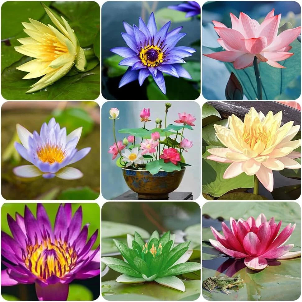 Mix Bonsai Bowl Lotus Seeds Water Lilys Flower Plant Lotus Seeds heirloom non-gmo seeds