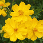 Cosmos Dwarf Lemon Sulphur Seeds Ct YELLOW Flower Garden ANNUAL S&H heirloom non-gmo seeds