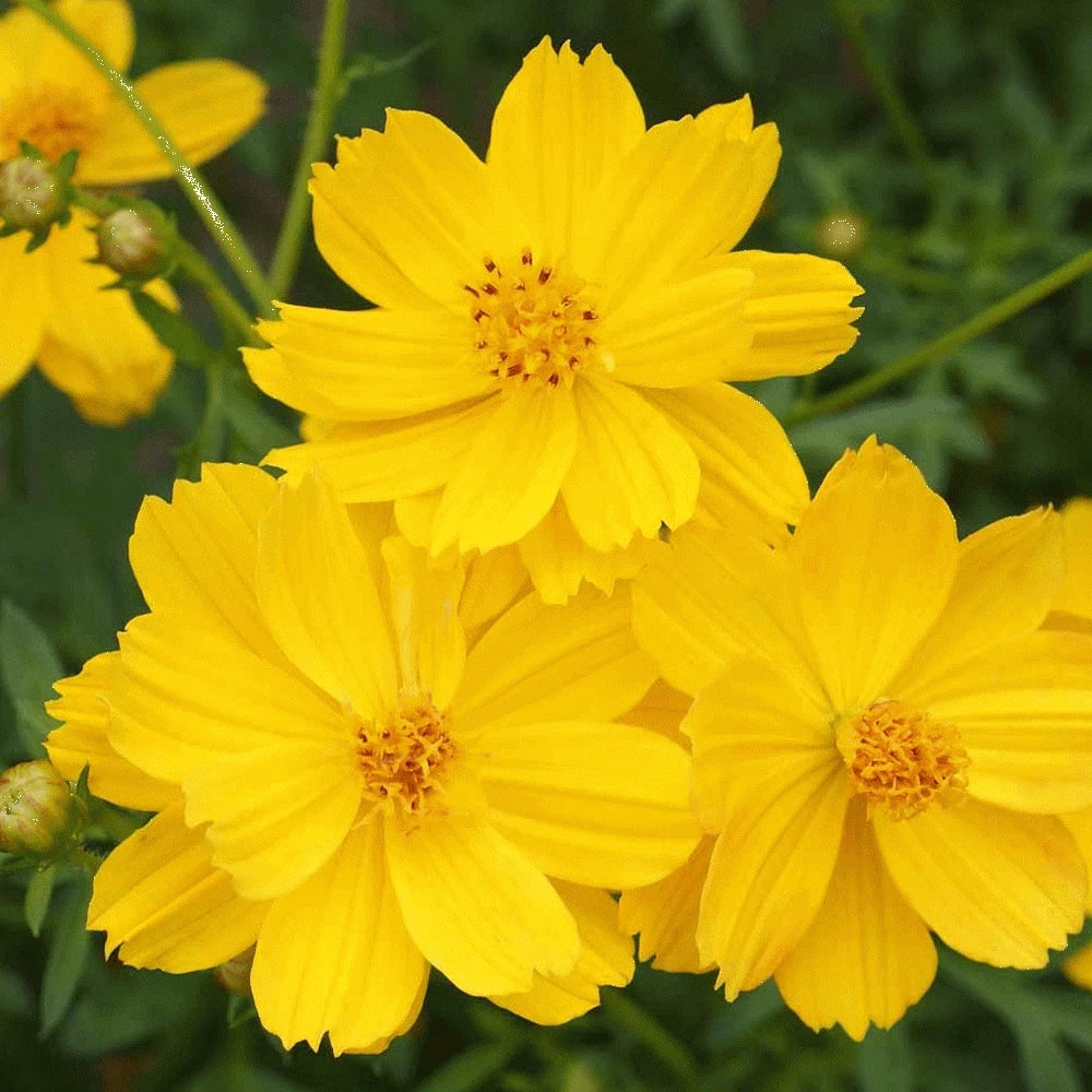 Cosmos Dwarf Lemon Sulphur Seeds Ct YELLOW Flower Garden ANNUAL S&H heirloom non-gmo seeds