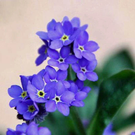 Forget Me Nots INDIGO BLUE Perennial Edging Groundcover Border Seeds heirloom non-gmo seeds