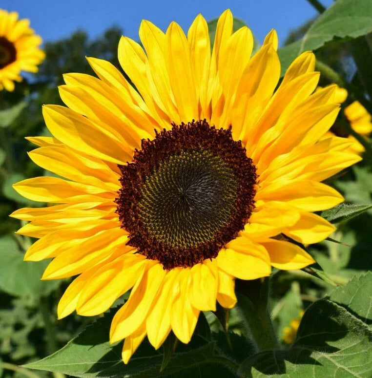 BULK Sunflower Seeds For Planting Large Black Oil Tall Sun Flower Seed Helianthus annuus heirloom non-GMO seeds